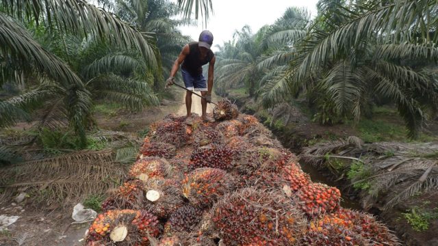 Palm Oil